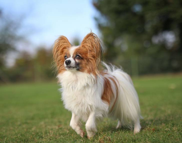 Photo Épagneul Nain Continental Papillon