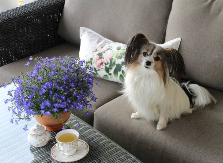 Photo Épagneul Nain Continental Papillon