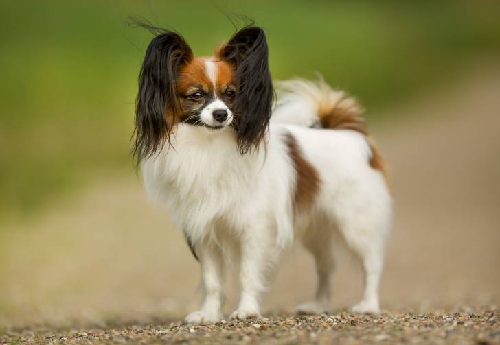 Photo Épagneul Nain Continental Papillon