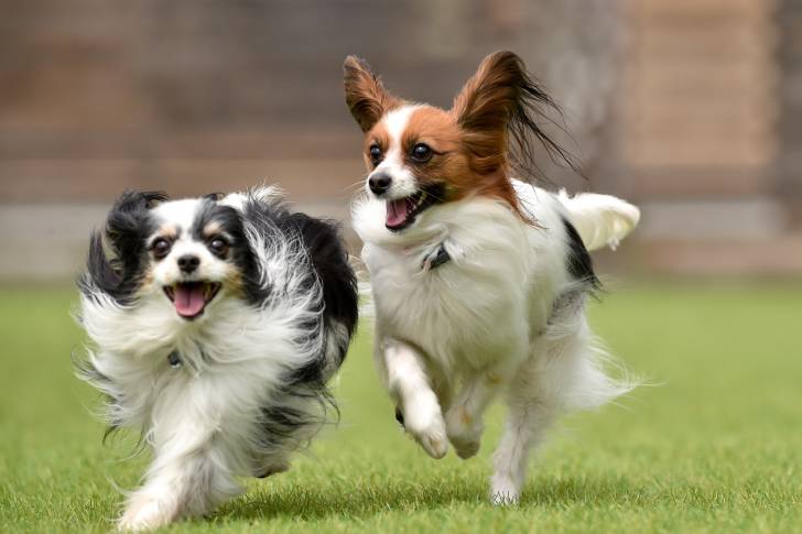Deux chiens Papillon courent dans un jardin