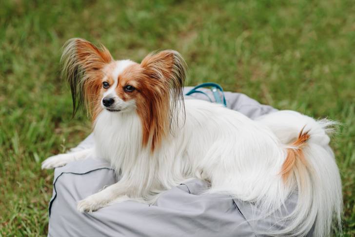 Un Épagneul Papillon allongé sur un gros sac dans l'herbe