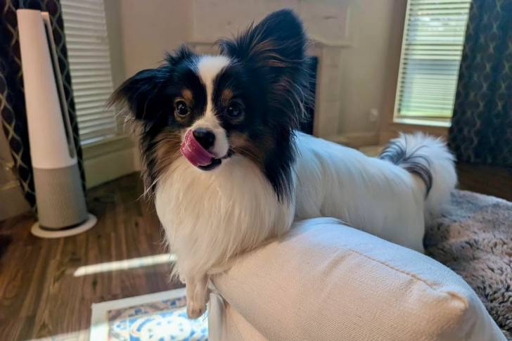 Un Épagneul Nain Continental Papillon allongé sur un canapé et léchant son museau 