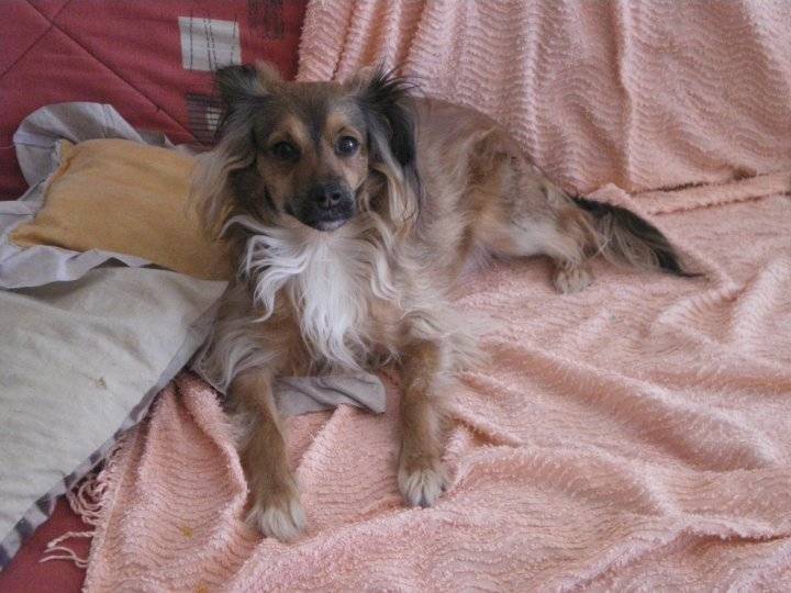 Vénus - Épagneul Nain Continental Papillon Femelle (5 ans)