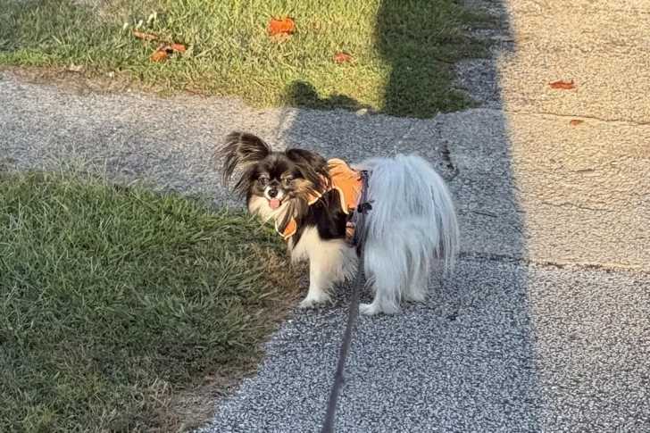 Un Épagneul Nain Continental Papillon sur une surface bétonnée et qui est tenu en laisse 