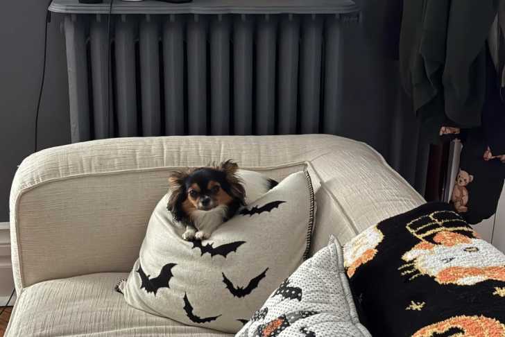 Un Épagneul Nain Continental Papillon sur un canapé et semblant détendu