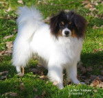 La Ren Yankee - Épagneul Nain Continental Phalène