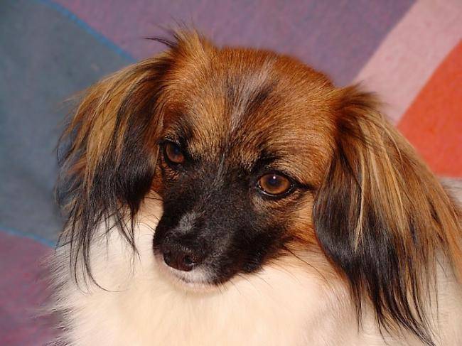 CHERRY LEE DU BOIS d'EBEN - Épagneul Nain Continental Phalène