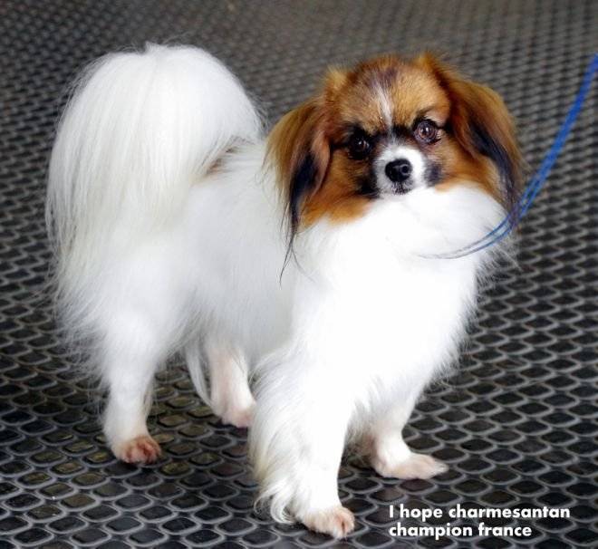 I hope - Épagneul Nain Continental Phalène