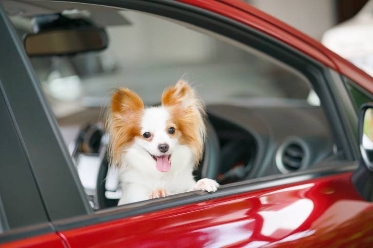 Photo Épagneul Nain Continental Phalène