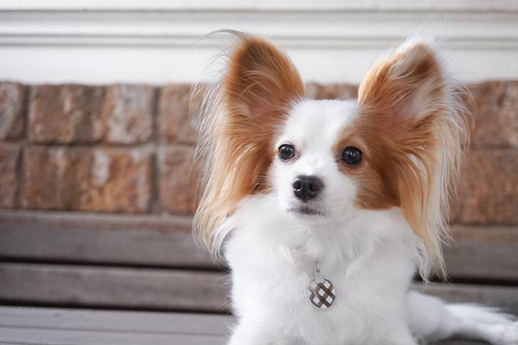 Photo Épagneul Nain Continental Phalène