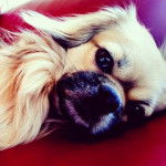 Leon - Épagneul Tibétain Mâle (4 ans)