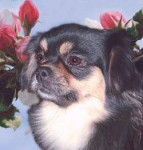 Epagneul Tibétain - Épagneul Tibétain