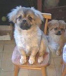 Epagneul Tibétain - Épagneul Tibétain