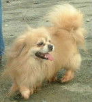 Epagneul Tibétain - Épagneul Tibétain