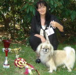 epagneul du tibet Toling des fils de vulcain - Épagneul Tibétain