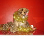 Epagneul du Tibet - Épagneul Tibétain