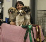 Epagneul Du Tibet - Épagneul Tibétain