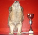 Epagneul Du tibet - Épagneul Tibétain