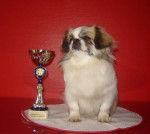 Epagneul Du tibet - Épagneul Tibétain