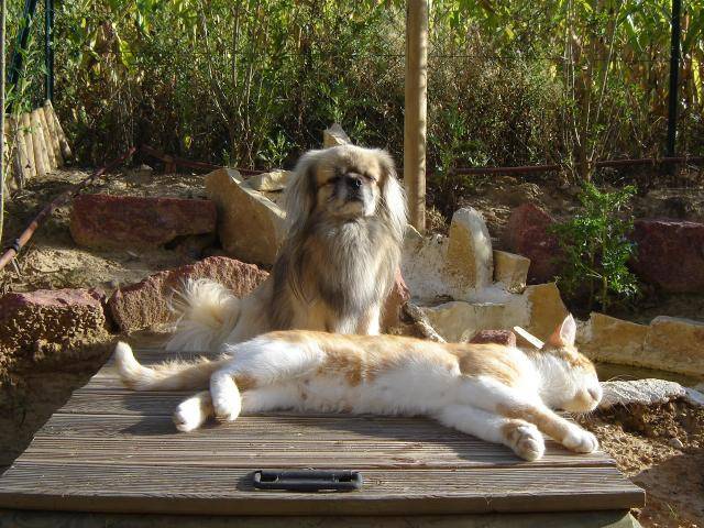 epagneul du tibet Toling - Épagneul Tibétain
