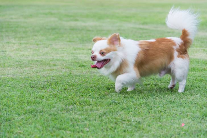 Photo Épagneul Tibétain