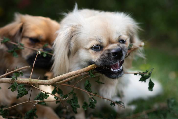 Photo Épagneul Tibétain