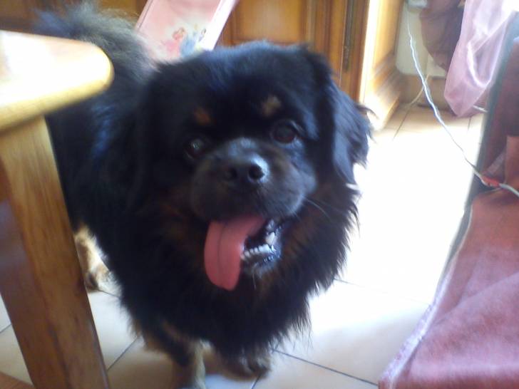 Shiro - Épagneul Tibétain Mâle (3 ans)