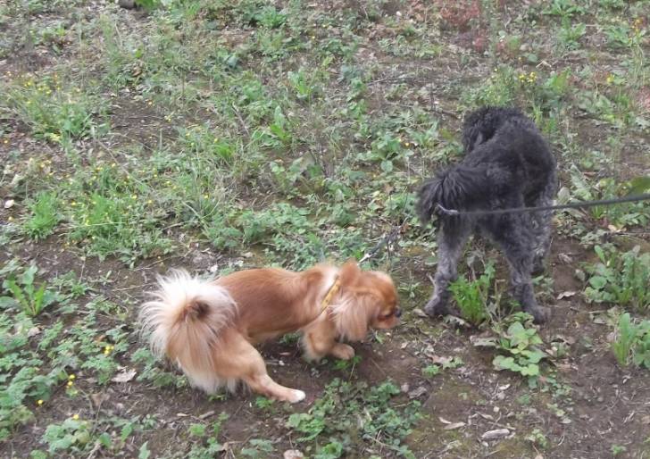 Riki et Snoop promenade en accouple :D - Épagneul Tibétain Mâle