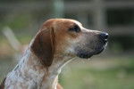 Photo Foxhound Anglais