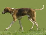 Photo Foxhound Anglais