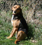 Photo Foxhound Anglais