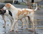 Photo Foxhound Anglais