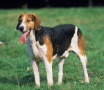 Photo Foxhound Anglais
