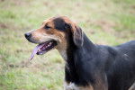 Photo Foxhound Anglais