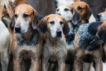 Photo Foxhound Anglais