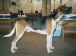 Photo Foxhound Anglais