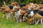 Une meute de Foxhounds Anglais dans un parc