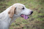 Photo Foxhound Anglais
