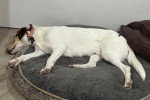 Un Foxhound Anglais allongé sur un panier et semblant dormir