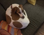 Un Foxhound Anglais allongé sur un canapé et semblant dormir 