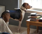 Un Foxhound Anglais  regardant par la fenêtre et portant un collier autour du cou
