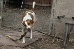 Un Foxhound Anglais tenant un morceau de bois dans sa gueule 