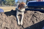 Un Foxhound Anglais  allongé sur une dune de sable et portant un collier autour du cou