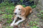 Un Foxhound Anglais allongé dans un enclos