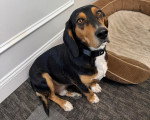 Un Foxhound Anglais assis et regardant vers la caméra