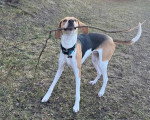Un Foxhound Anglais sur un terrain herbeux et tenant un morceau de bois dans sa gueule