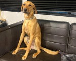 Un Foxhound Anglais assis sur un canapé