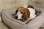 Un Foxhound Anglais allongé dans un panier