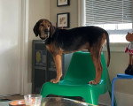 Un Foxhound Anglais sur une chaise