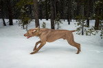 Un Foxhound Anglais courant sur une surface enneigée et portant un collier autour du cou